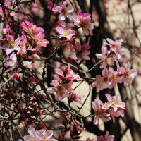 7 февраля, в Ташкенте цветет миндаль :: Светлана 