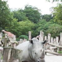 Белый носорог :: Елена Назарова
