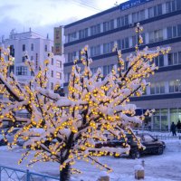 Снежное дерево украшает город :: Елена Семигина