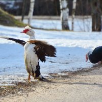 Утренняя гимнастика :: Sergey (Apg)