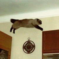 "летающий" кот :: Леонид Натапов