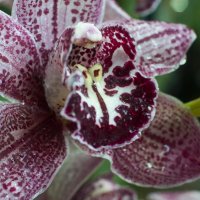 Красавица орхидея :: marmorozov Морозова