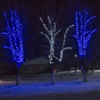три освещённых дерева :: алексей розторгуев