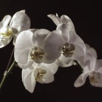 Орхидея. :: Natalia Furina