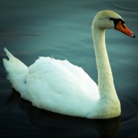 Лебедь на пруду, как в песне... :: Андрей Самсонов