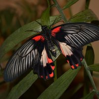 Бабочка :: Екатерина криничева