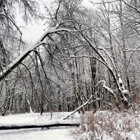 Лесная "геометрия" :: Милешкин Владимир Алексеевич 