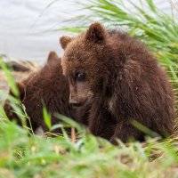 Ох, не нравитесь вы мне.. :: Валентина Кобзева