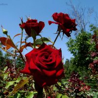 Розы :: Nata Grebennikova