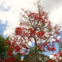 Брахихитон кленолистный (Brachychiton acerifolium) :: Антонина 