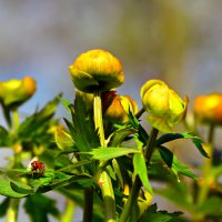 Полевые цветы! :: Андрей Генинг.