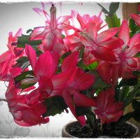 Пора цветения :: Любовь Чунарёва