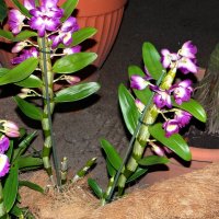 Орхидея дендробиум нобиле :: Вера 