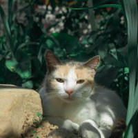 Монастырская кошка :: Светлана Королева