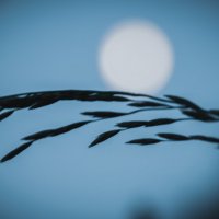 пойманная луна :: Тася Тыжфотографиня