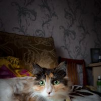 Кошка :: Андрей Кузнецов