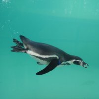 Пингвин под водой :: Natalia Harries