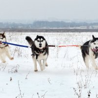 Хаски на прогулке :: Илона Панарина