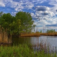 В плавнях. :: Павел Тодоров