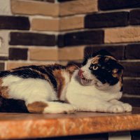 кошка из приюта :: Виктория Коломиец