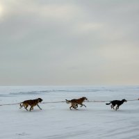 Собачья упряжка (Байкал) :: Ксения Паращенко