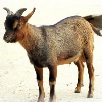 Камерунская коза :: wea *