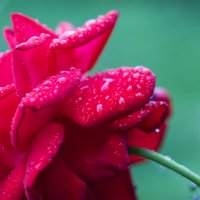 Роза после дождя :: Ольга Фролова
