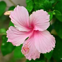 Цветы Таиланда - гибискус :: Дмитрий Боргер