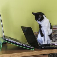 Кошка и компьютор :: Сергей Волков