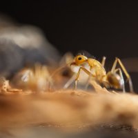 Из жизни муравьев :: Аркадий Назаров
