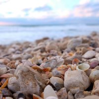 shore shells :: A.M. Photo