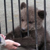 – Покажи руки, а где сахар? :: Михаил Андреев