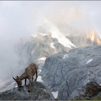 Вечерняя гостья :: Николай Кувшинов