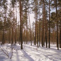 За два дня до весны. :: Мила Бовкун