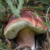 Карельские грибы :: Светлана Ларионова