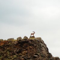 козел на вершине горы :: Александра Полякова-Костова