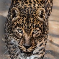 Кавказский леопард :: Nn semonov_nn
