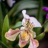 орхидея :: Астарта Драгнил