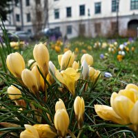 "А весна мимолётна как юность…" :: Galina Dzubina
