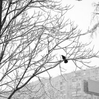 Ворона на зимней ветке :: Вячеслав 