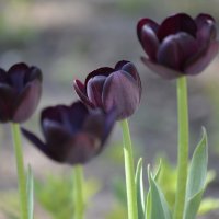 Черные тюльпаны :: ЕСЕНИЯ ♥