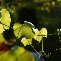 Виноградные листья :: Инна Март