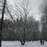 winter forest :: Юлия Денискина
