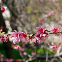 Цветы абрикосового дерева. :: Алла Шапошникова