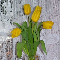 желтые тюльпаны... :: Светлана 