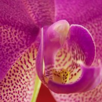 Орхидея :: Руслан 