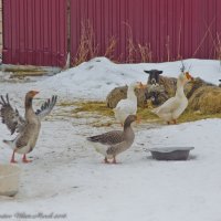 На скотном дворе. :: Виктор Евстратов