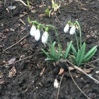 подснежники в городе :: Лилия Дубчак