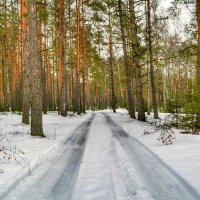 Дорога через сосновый бор :: Милешкин Владимир Алексеевич 