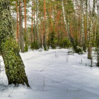 Март в сосновом бору :: Милешкин Владимир Алексеевич 